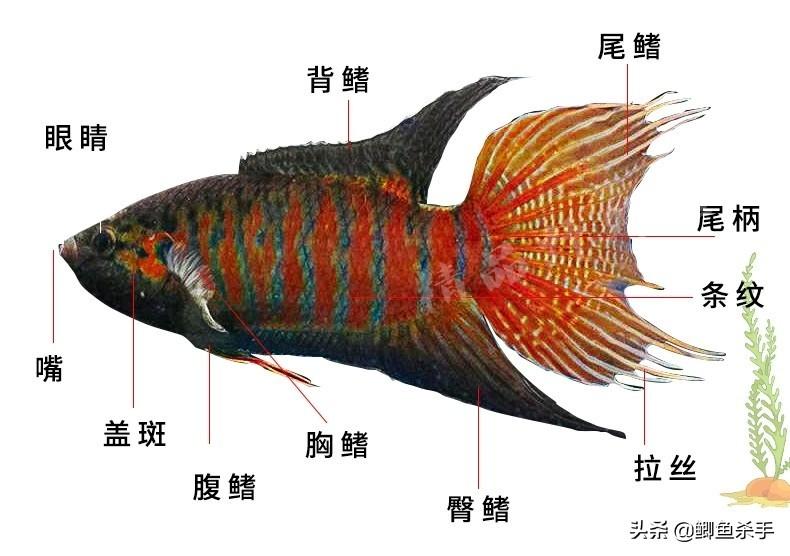 广西体彩12选5，数字游戏中的幸运与梦想